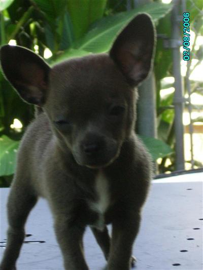 Dogs - Chihuahua